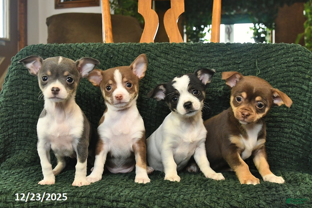 Chihuahua dogs for sale: Tinsel  - Ad 3