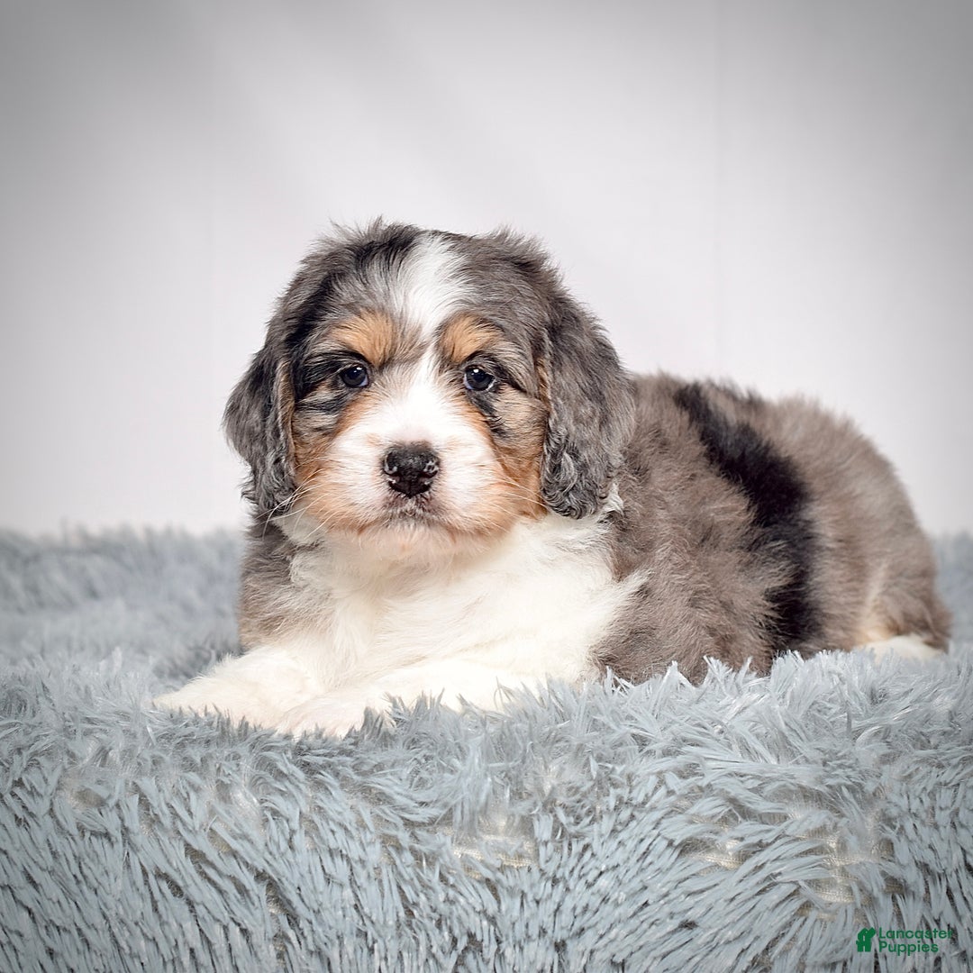 Bernedoodle dogs for sale: Ms. Sasha - Ad 4