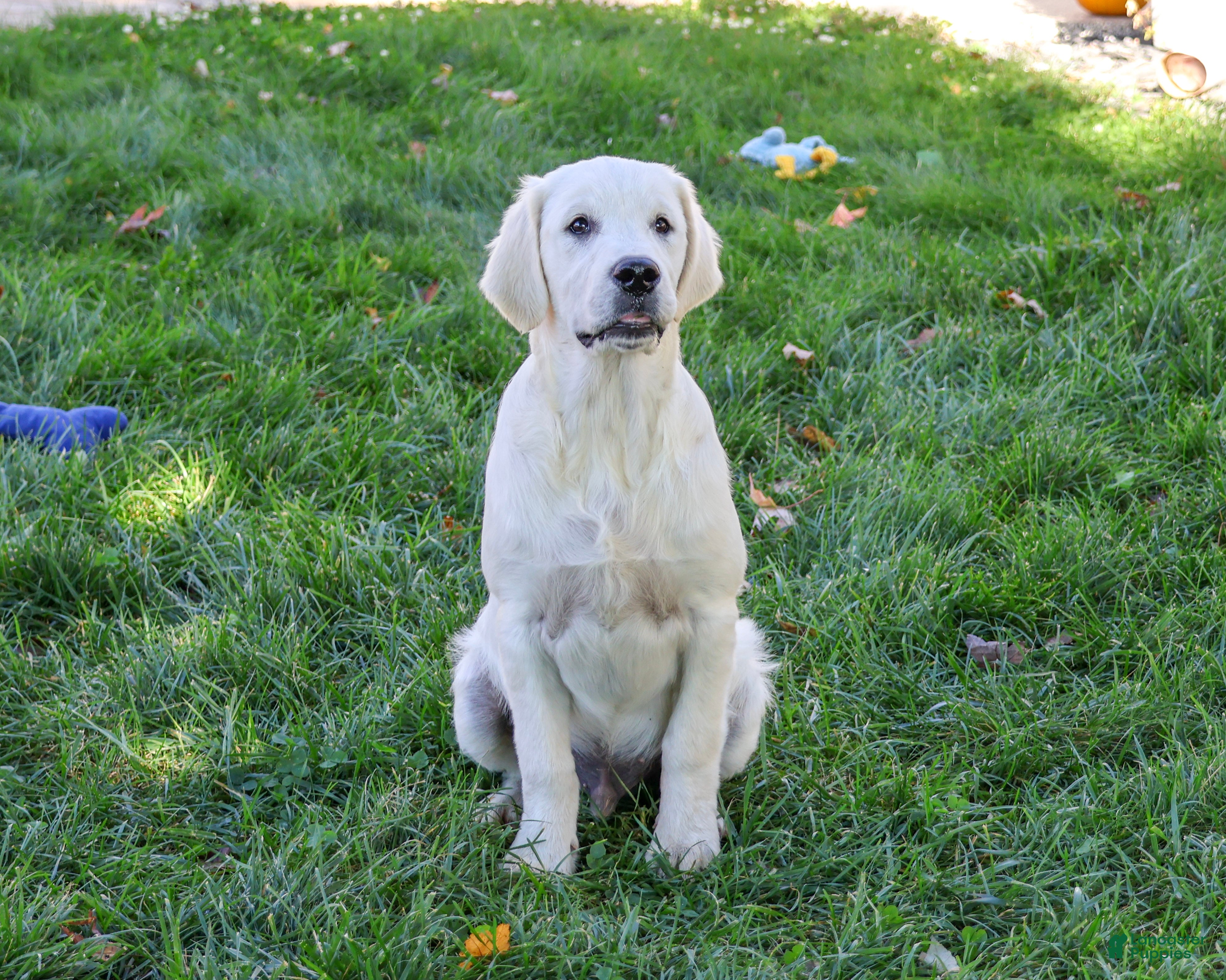 Golden Retriever dogs for sale: Turbo - Ad 1