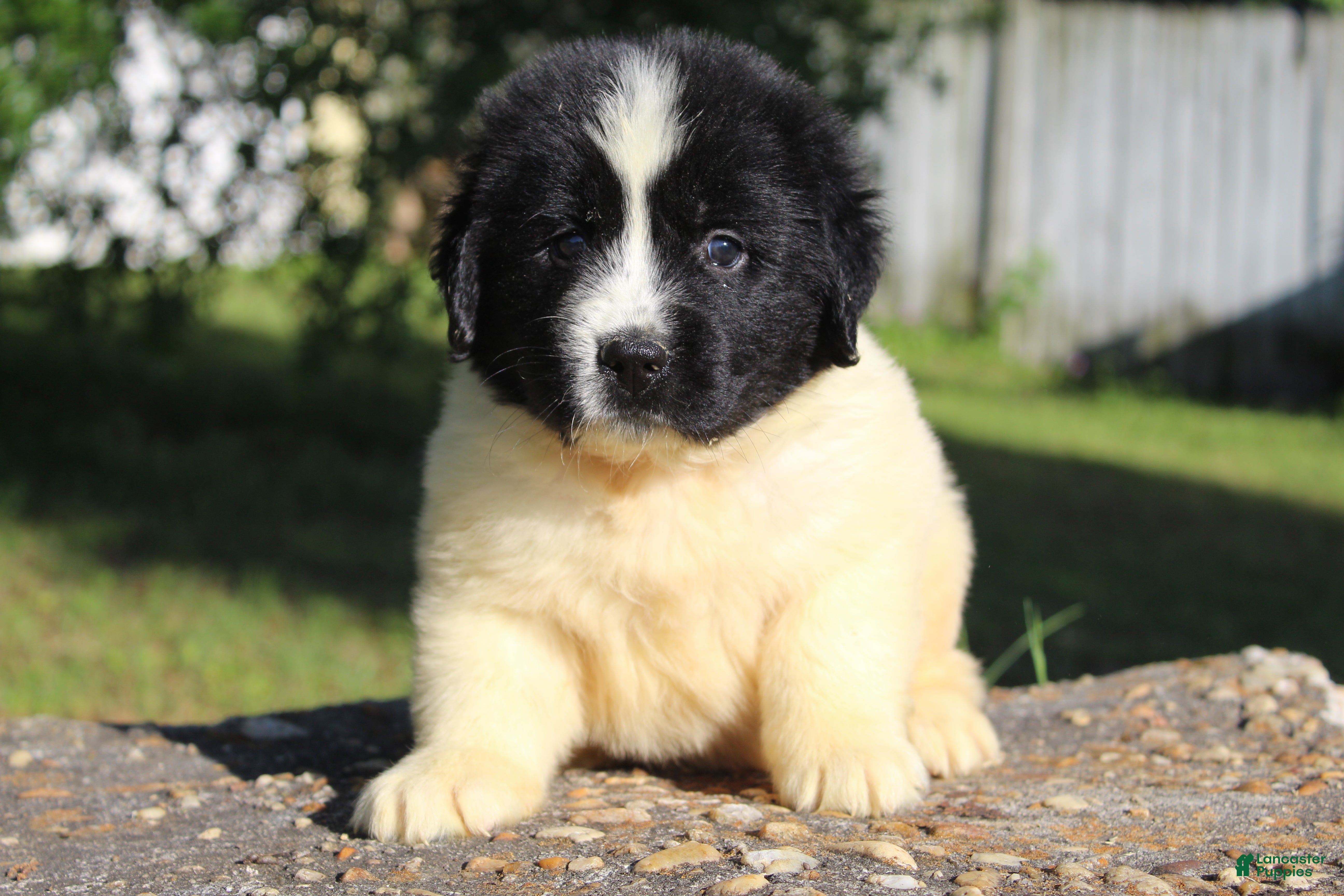 Newfoundland dogs Mavin - Ad 2