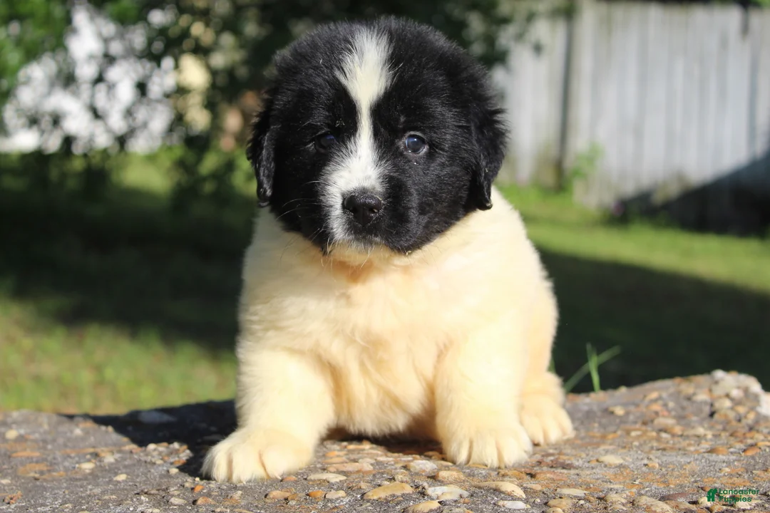 Newfoundland dogs for sale: Mavin - Ad 2