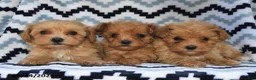 Maltipoo dogs for sale: Dasher - Ad 5