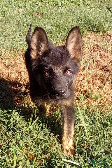 German Shepherd dogs Cedar - Ad 1
