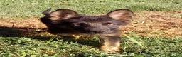 German Shepherd dogs for sale: Cedar - Ad 1