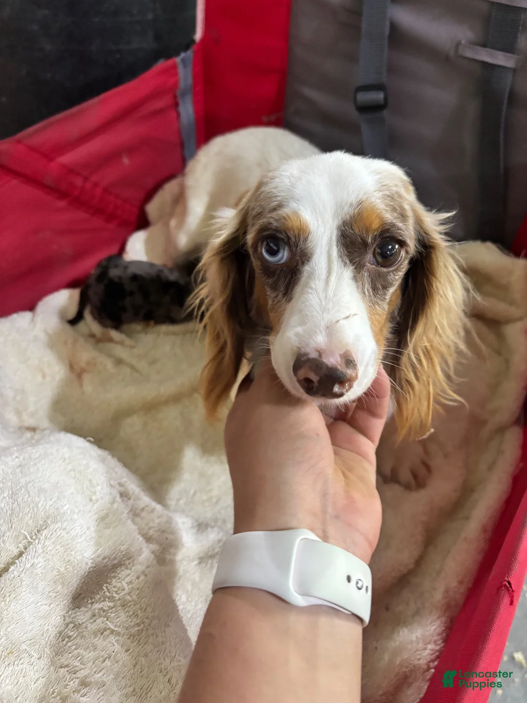 Miniature Dachshund dogs for sale: Miniature Dachshund 1 - Ad 5