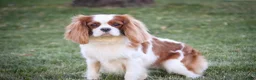 Cavalier King Charles Spaniel dogs for sale: Thyme - Ad 7