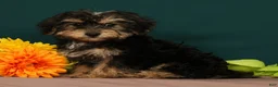 Yorkiepoo dogs for sale: Tito - Ad 2