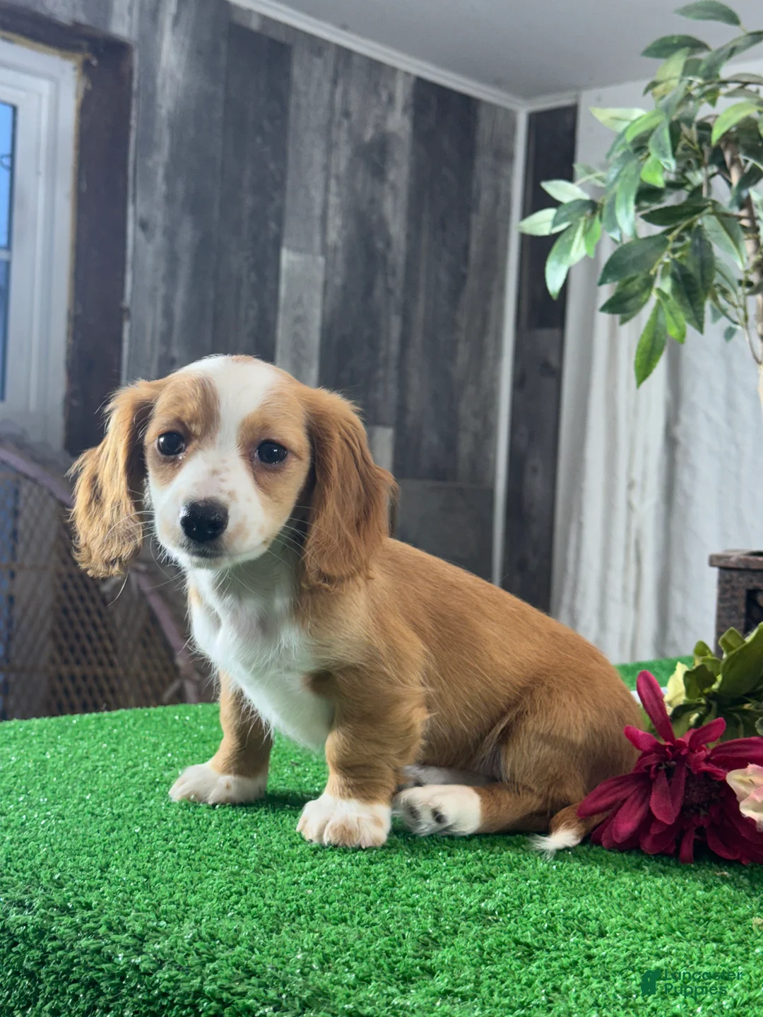 Miniature Dachshund dogs for sale: Daisy  - Ad 2