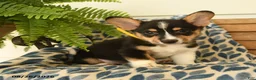 Welsh Corgi Pembroke dogs for sale: Scooter - Ad 4