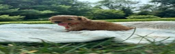 Miniature Poodle dogs for sale: Sammy - Ad 5