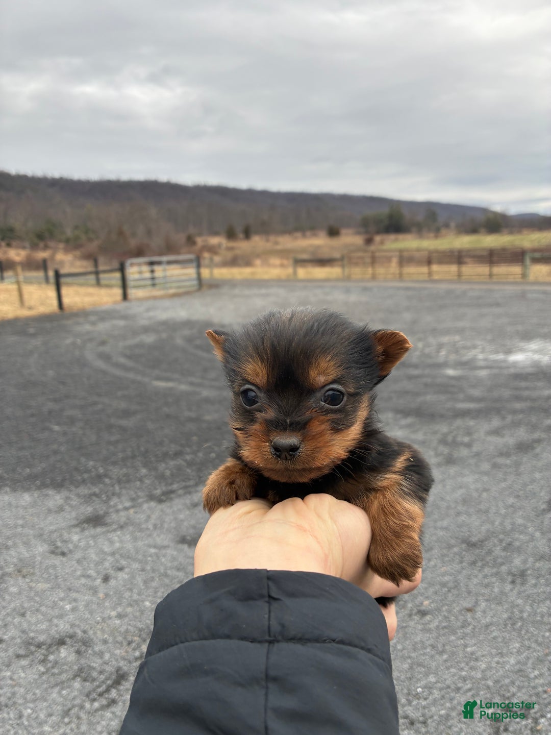 Yorkshire Terrier dogs for sale: Lily - Ad 2