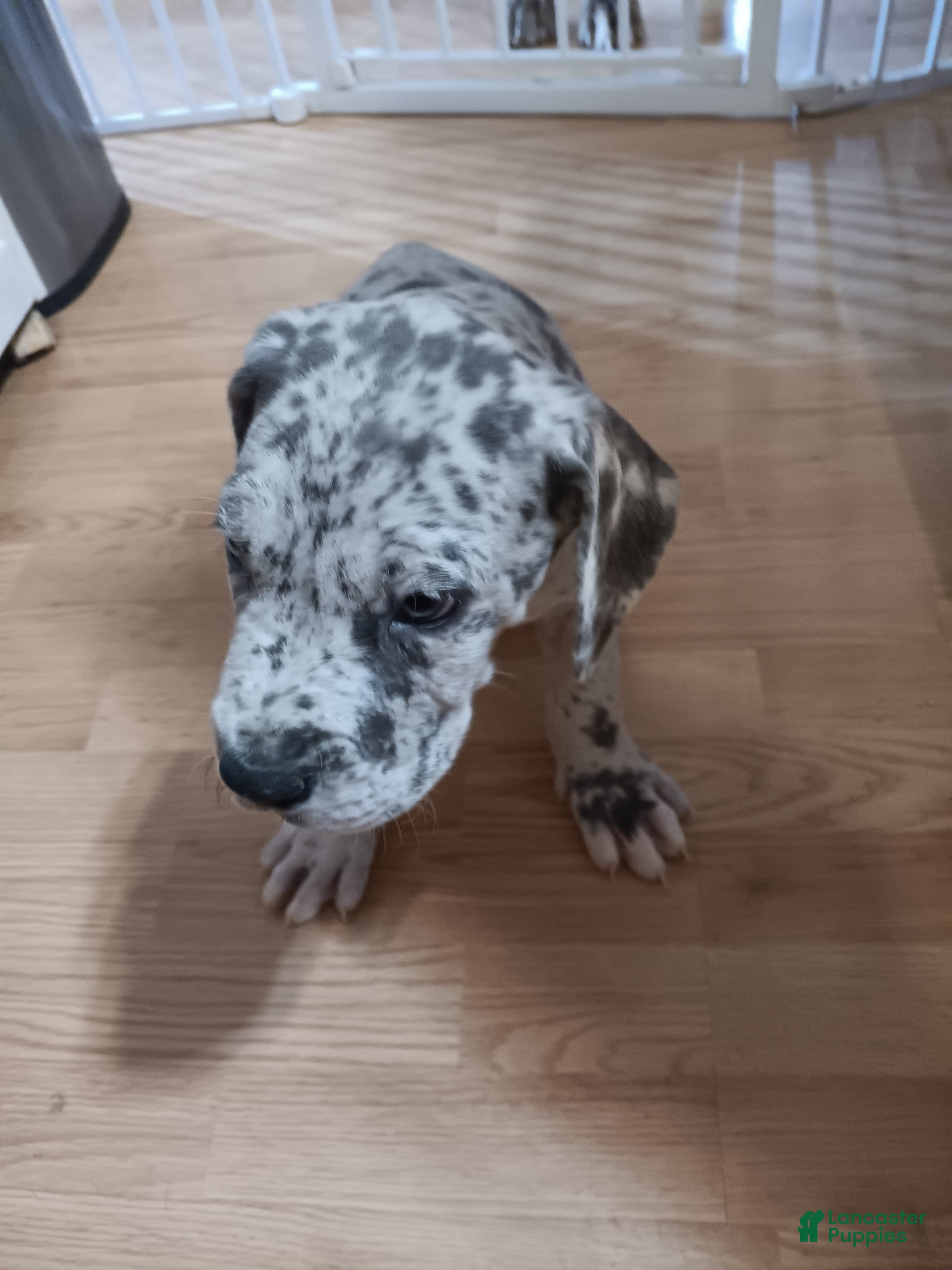 Great Dane dogs Groot - Ad 35