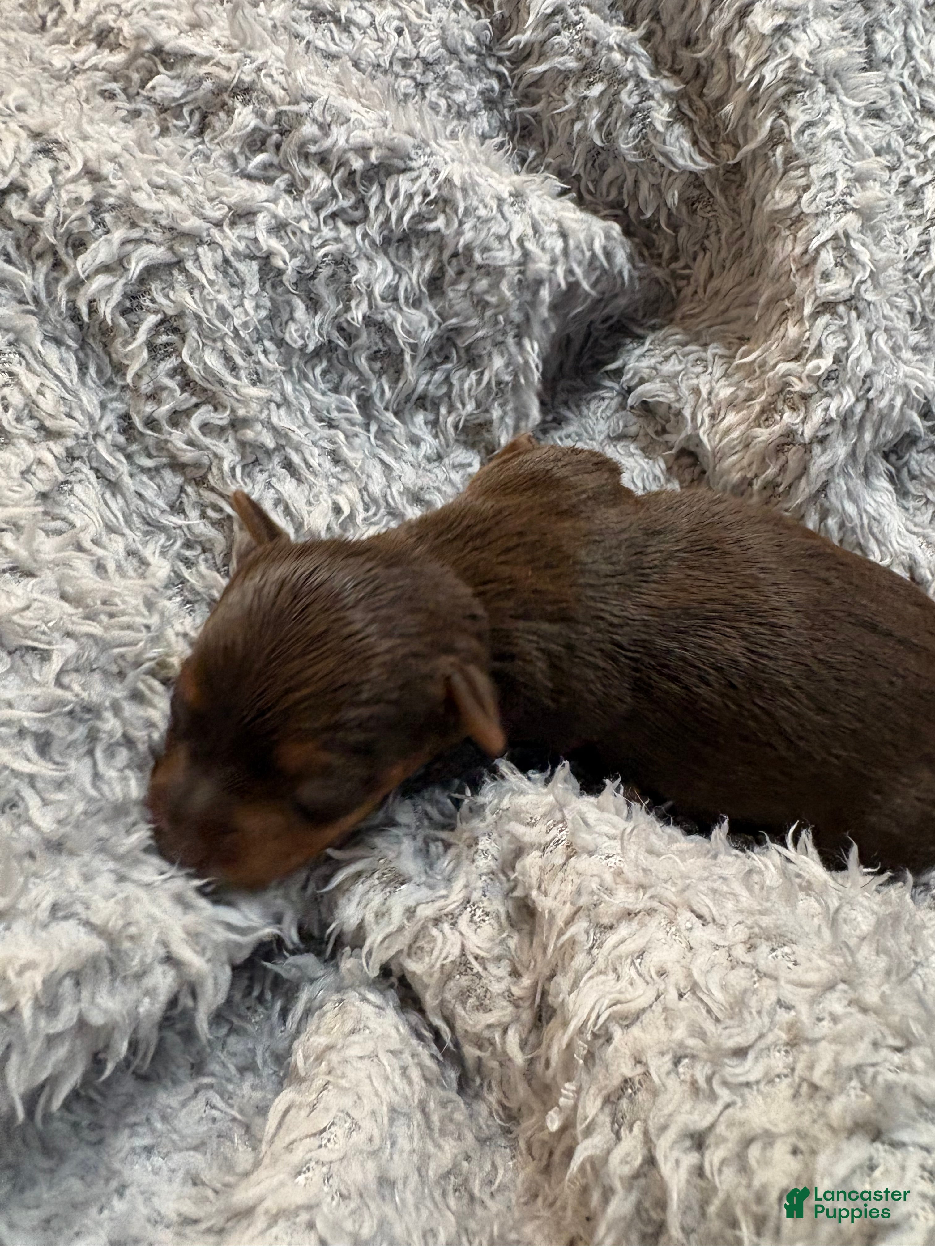 Yorkshire Terrier dogs Melody  - Ad 9