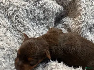 Yorkshire Terrier dogs Melody - Ad 9