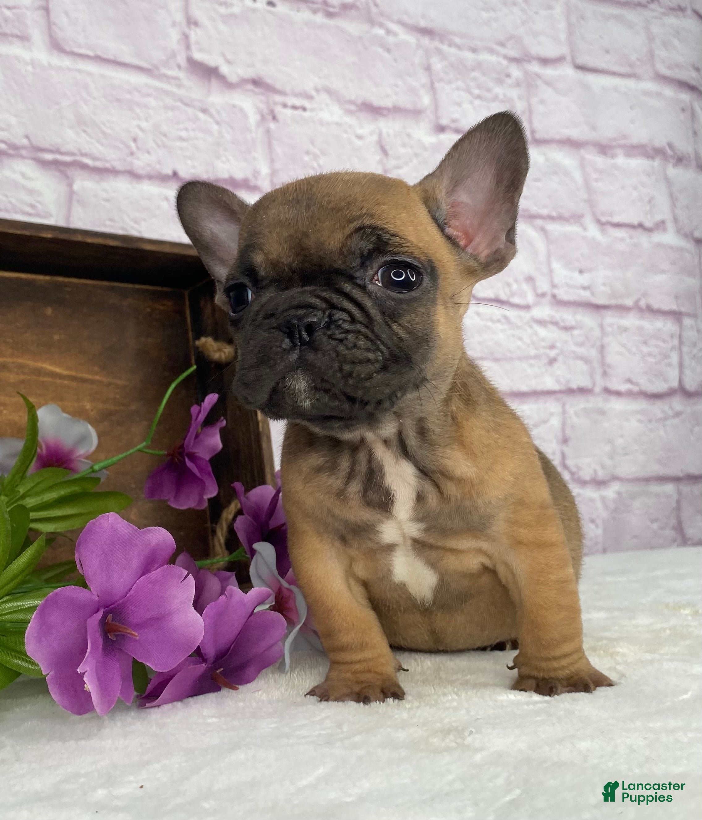 French Bulldog dogs Cup cake - Ad 1