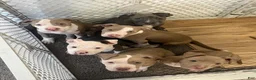 American Bully dogs for sale: American Bully Puppy 1 - Ad 4