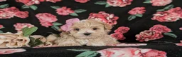 Maltipoo dogs for sale: Jacey 5 lbs Full Grown - Ad 6