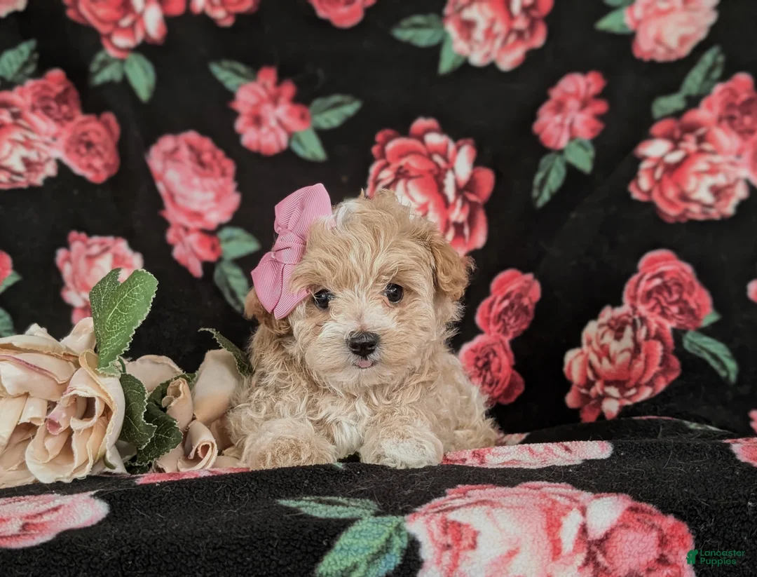 Maltipoo dogs for sale: Jacey 5 lbs Full Grown - Ad 6