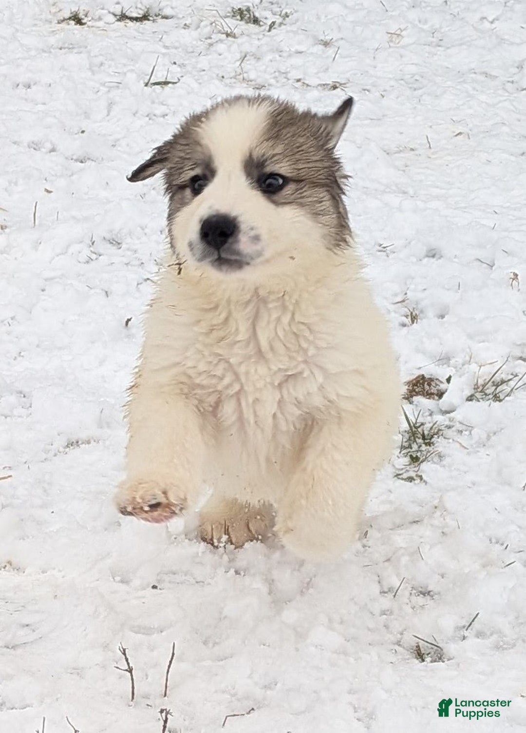 Great Pyrenees dogs for sale: Spot - Ad 13