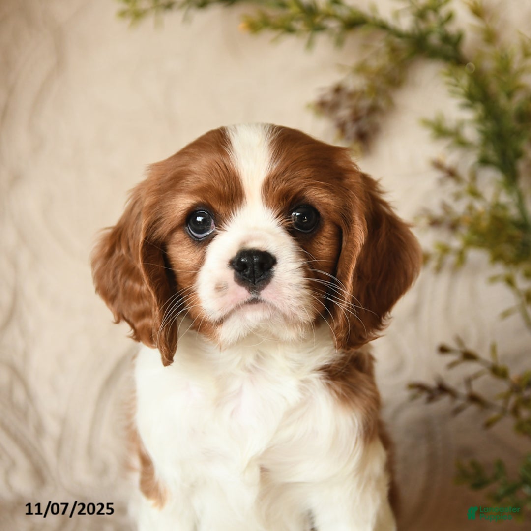 Cavalier King Charles Spaniel dogs for sale: Skippy - Ad 4