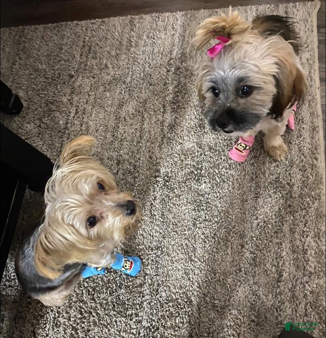 Gallery Image {{count}}