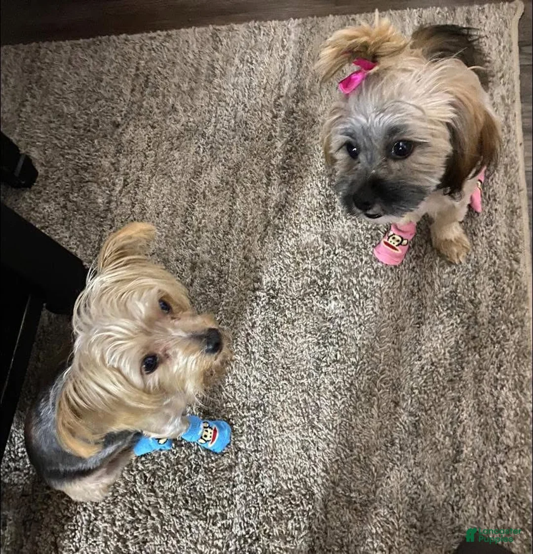 Gallery Image {{count}}