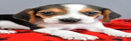 Beagle dogs for sale: Daryl - Ad 5