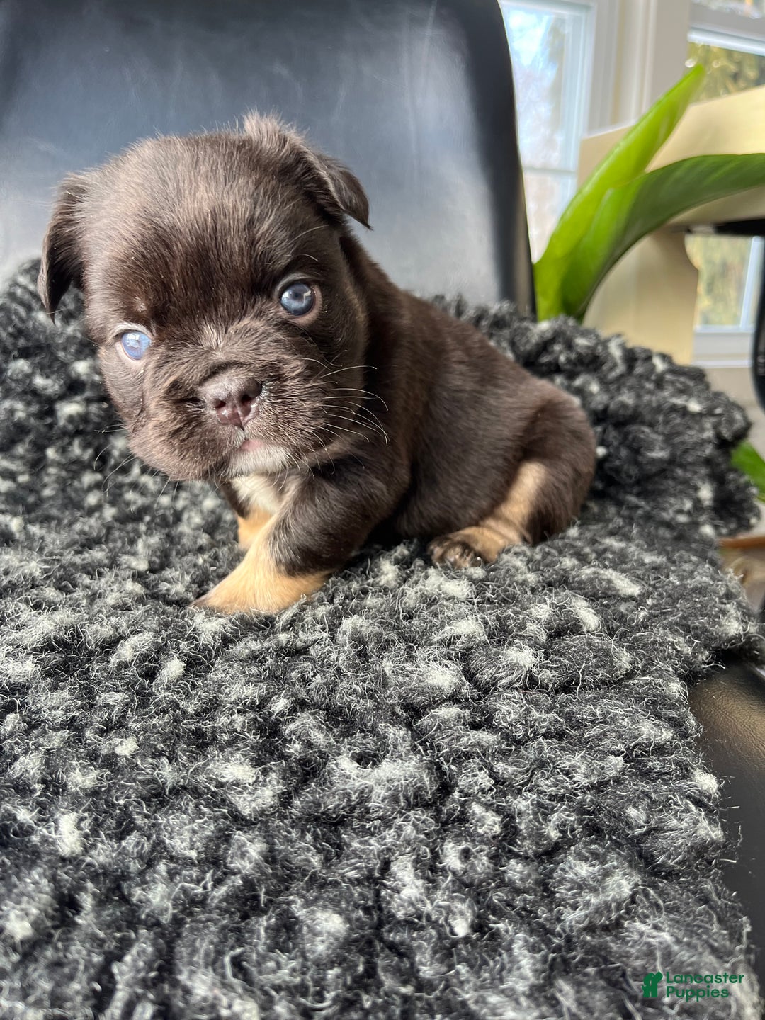 French Bulldog dogs for sale: Bruno - Ad 6