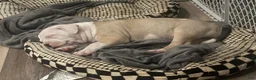 American Bully dogs for sale: Pluto - Ad 3
