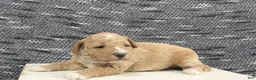 Miniature Poodle dogs for sale: Teddy  - Ad 3