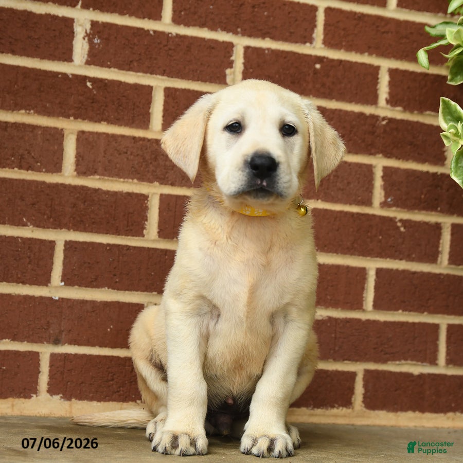 Labrador Retriever dogs Buster - Ad 2