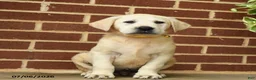 Labrador Retriever dogs for sale: Buster - Ad 2