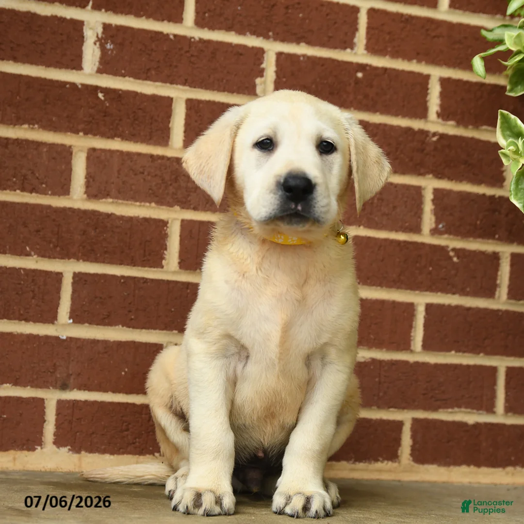 Labrador Retriever dogs for sale: Buster - Ad 2