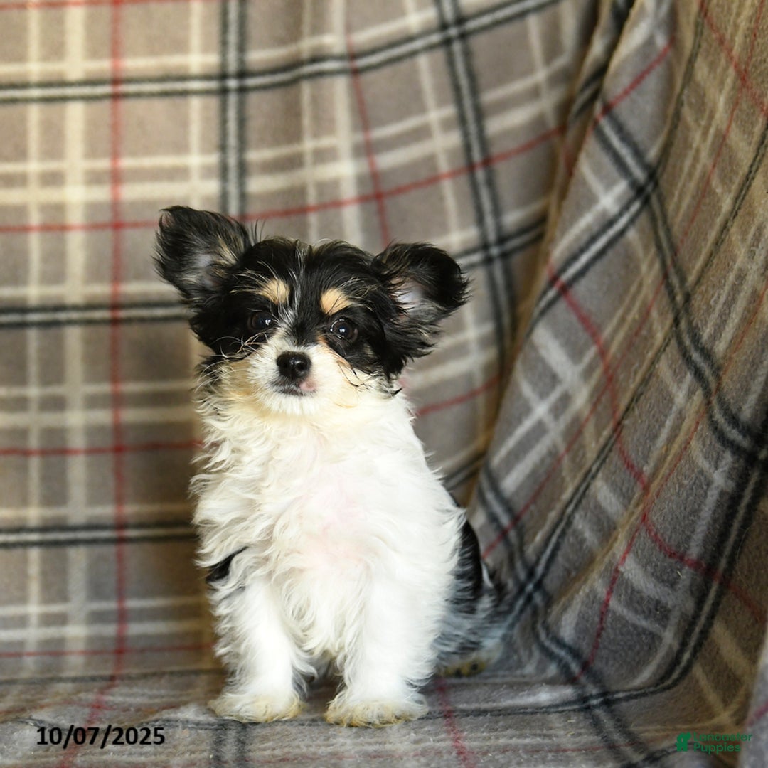 Morkie dogs for sale: Heidi - Ad 4