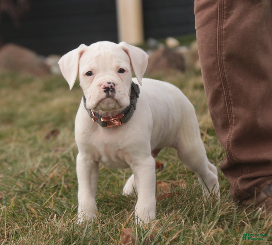 Boxer dogs for sale: Henry - Ad 6