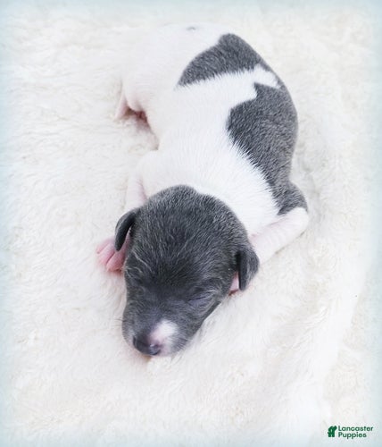 Italian Greyhound dogs Lynyrd - Ad 1