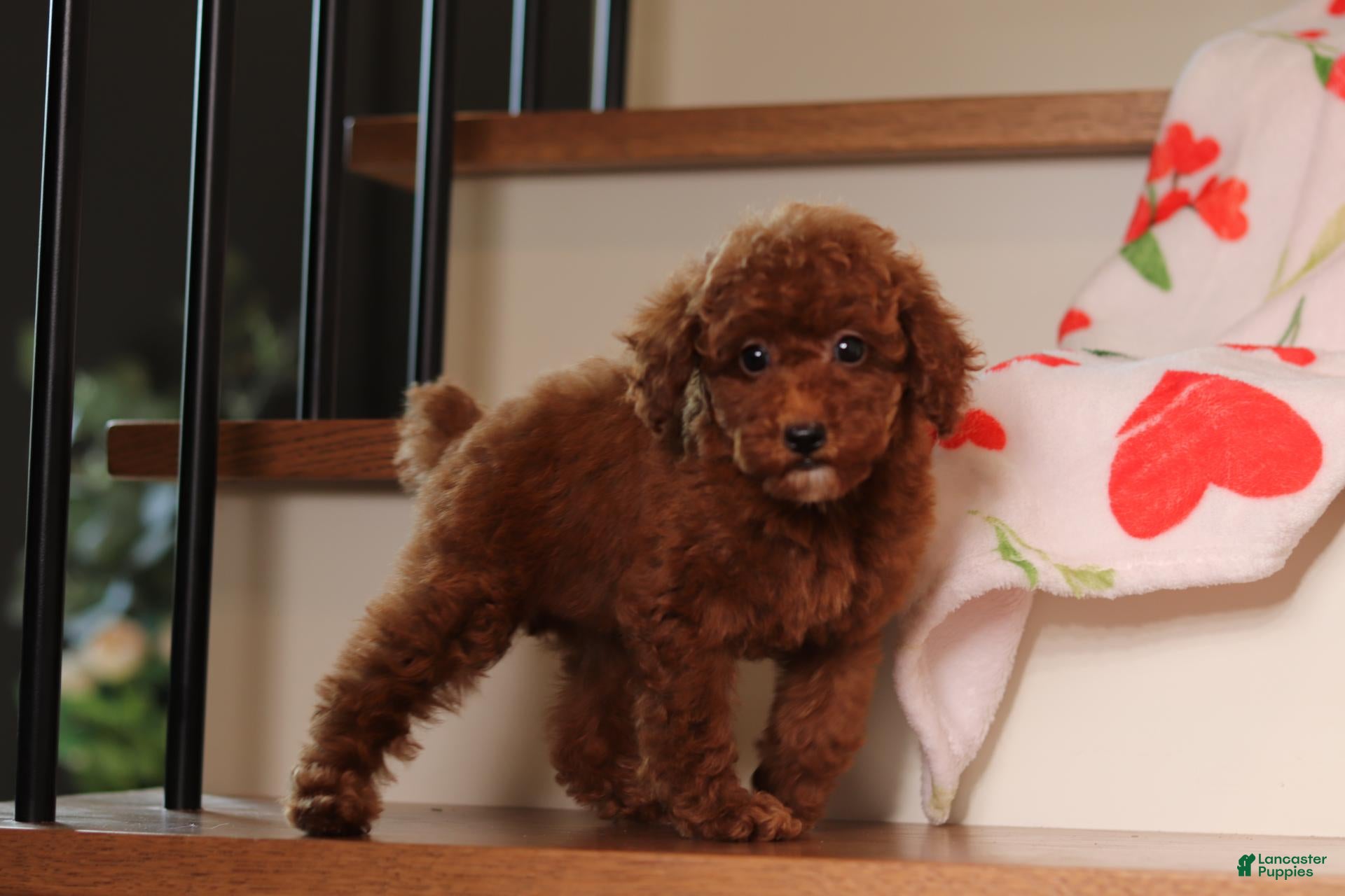 Miniature Poodle dogs Valerie - Ad 2