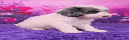 Mini Sheepadoodle dogs for sale: Skittles - Ad 2