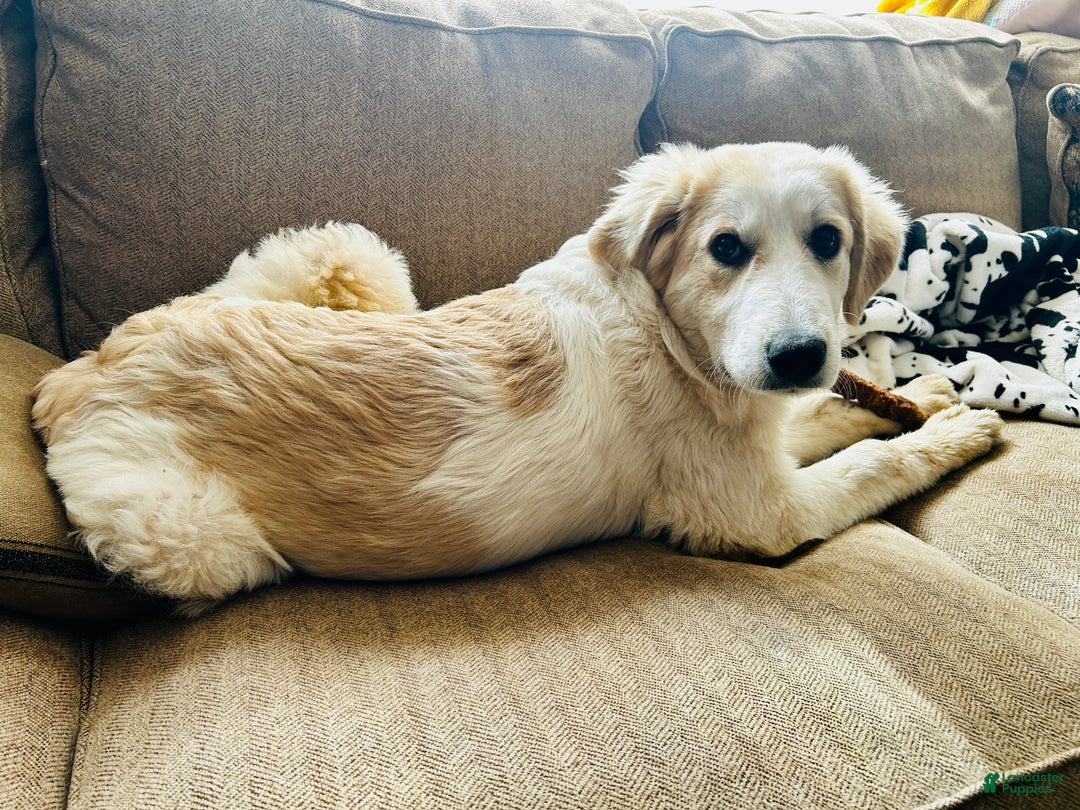 Mixed Breed dogs for sale: Hannah - Ad 3