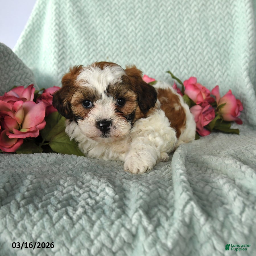 Teddy Bear dogs Jay - Ad 1