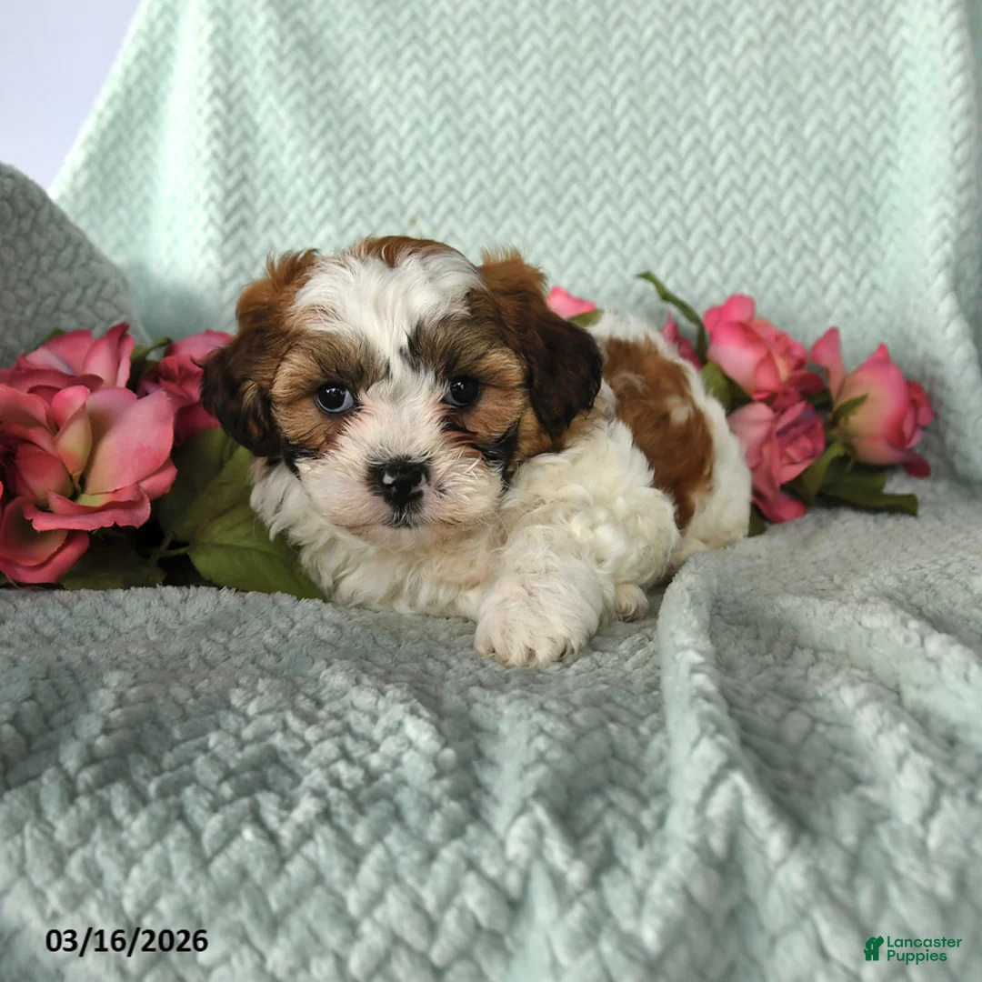 Teddy Bear dogs for sale: Jay - Ad 1