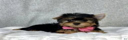 Yorkshire Terrier dogs for sale: Dolly - Ad 6