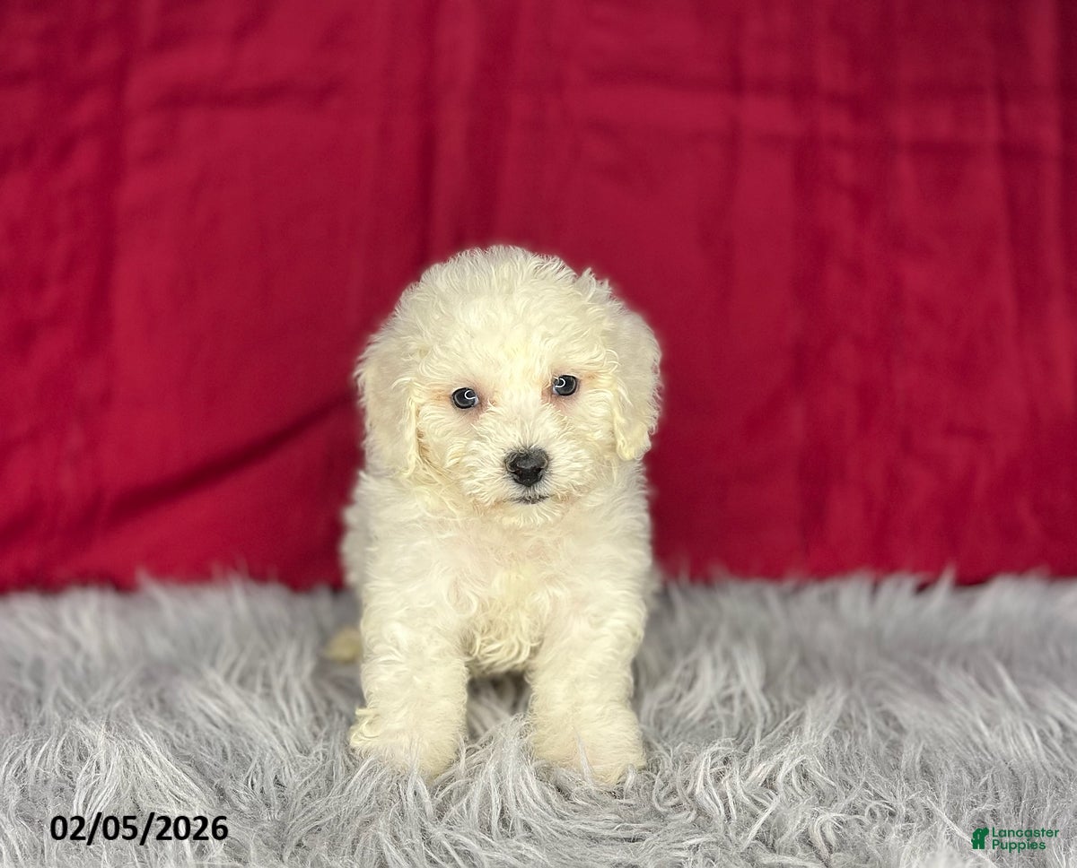 Bichon Frise dogs Shirley - Ad 24