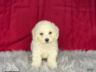 Bichon Frise dogs Shirley - Ad 24