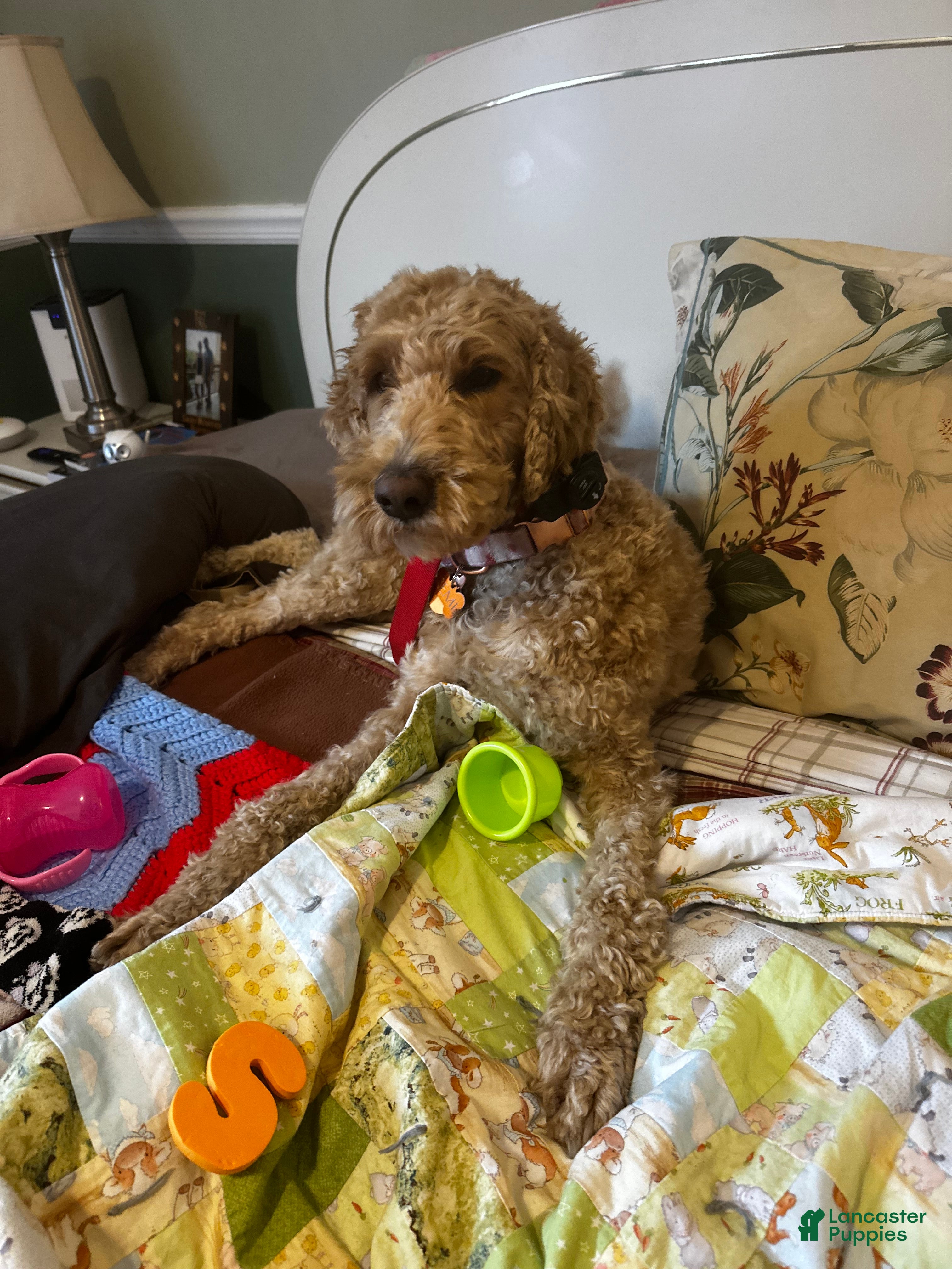 Goldendoodle dogs Goldendoodle Puppy 1 - Ad 34