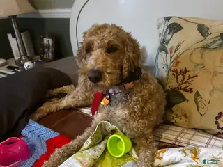 Goldendoodle dogs Goldendoodle Puppy 1 - Ad 34