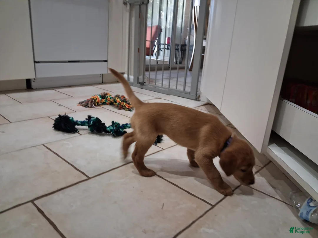 Mixed Breed dogs for sale: Blue collar - Ad 2