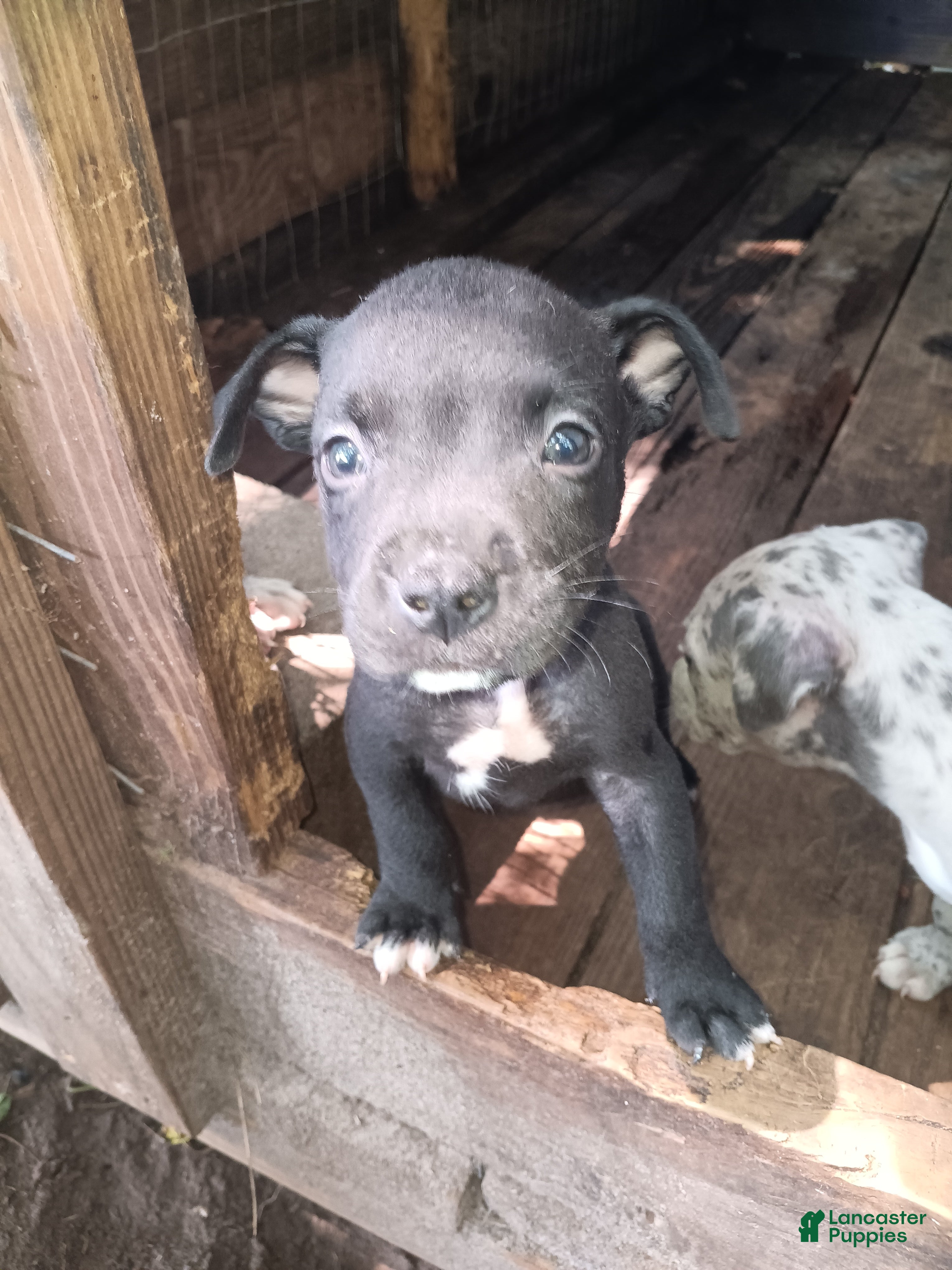 American Bully dogs American Bully 3 - Ad 20