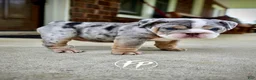 English Bulldog dogs for sale: Tilly - Ad 1