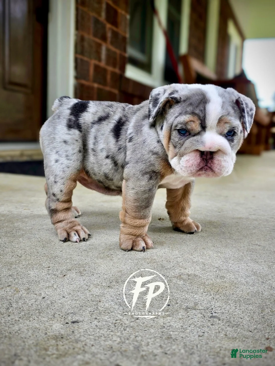 English Bulldog dogs for sale: Tilly - Ad 1